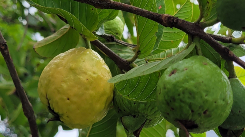 Modulated UV-C light increases the shelf life of guavas, study shows