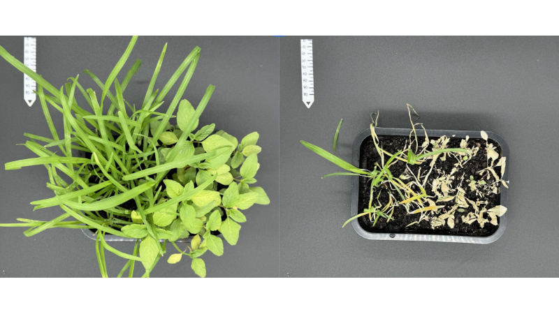 Estudo busca contribuir para o registro de pesticidas menos tóxicos e de origem natural