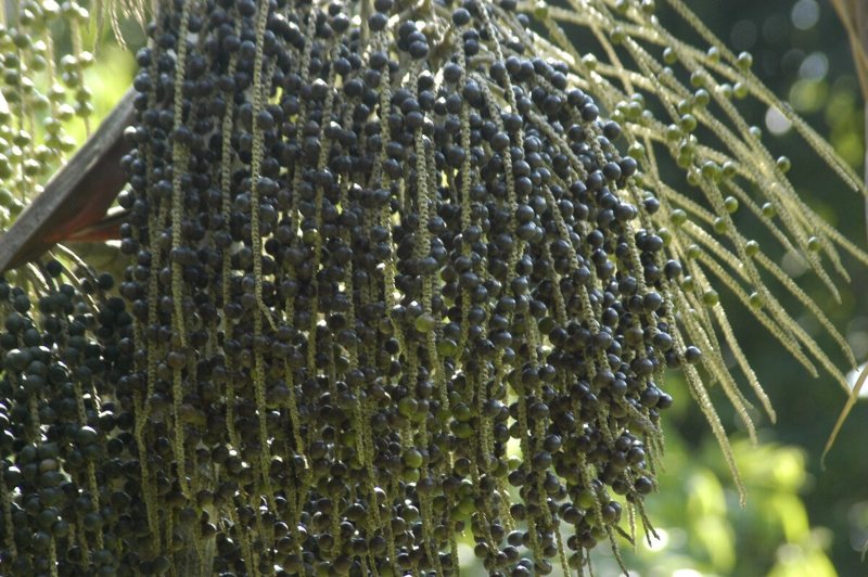 Chamada apoiará colaborações em bioeconomia e desenvolvimento sustentável