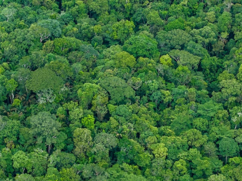 Reduced-impact management can promote forest recovery and carbon storage