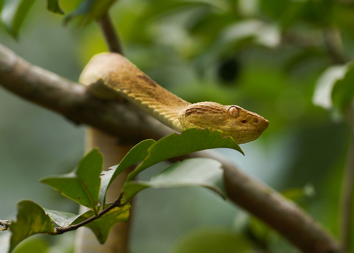 The complete genome of the golden lancehead reveals how genes responsible for venom toxins evolved