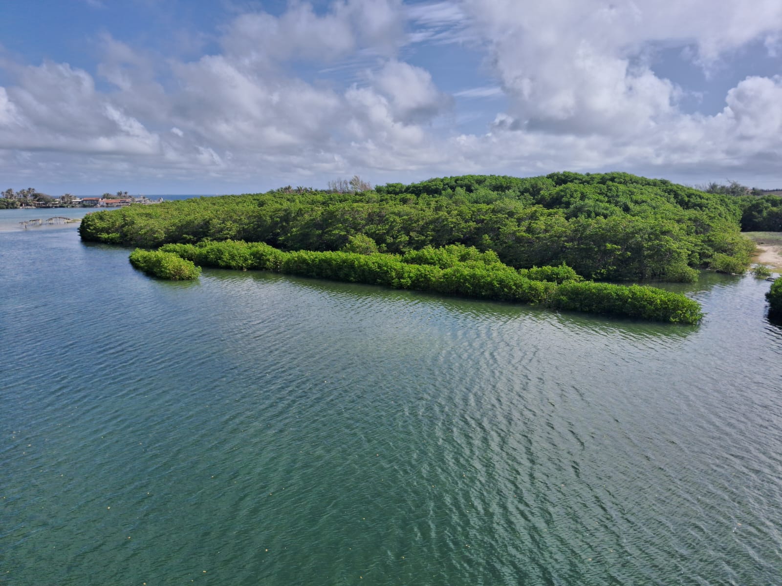 Investigadores crean índice para evaluar la salud del suelo en manglares
