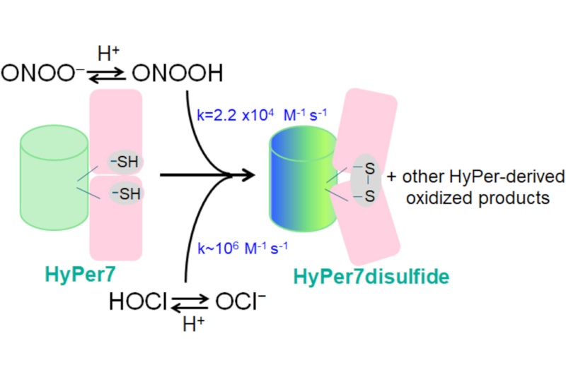 Pesquisa mostra limites de ferramenta usada para detectar peróxido de hidrogênio em células