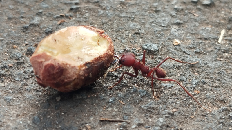 Diet determines the bacteria present in microbial gardens cultivated by ants