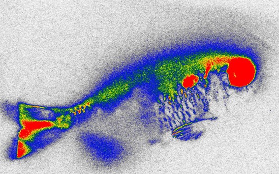 Aquatic plant reduces antibiotics in water and genetic damage in fish