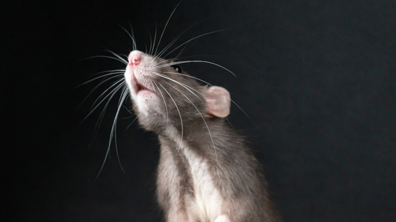 Stress in adolescence causes lasting brain changes, study with mice suggests