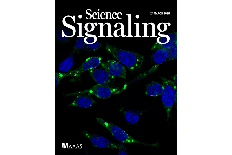 Estudo do CNPEM avança na compreensão de transtorno do neurodesenvolvimento