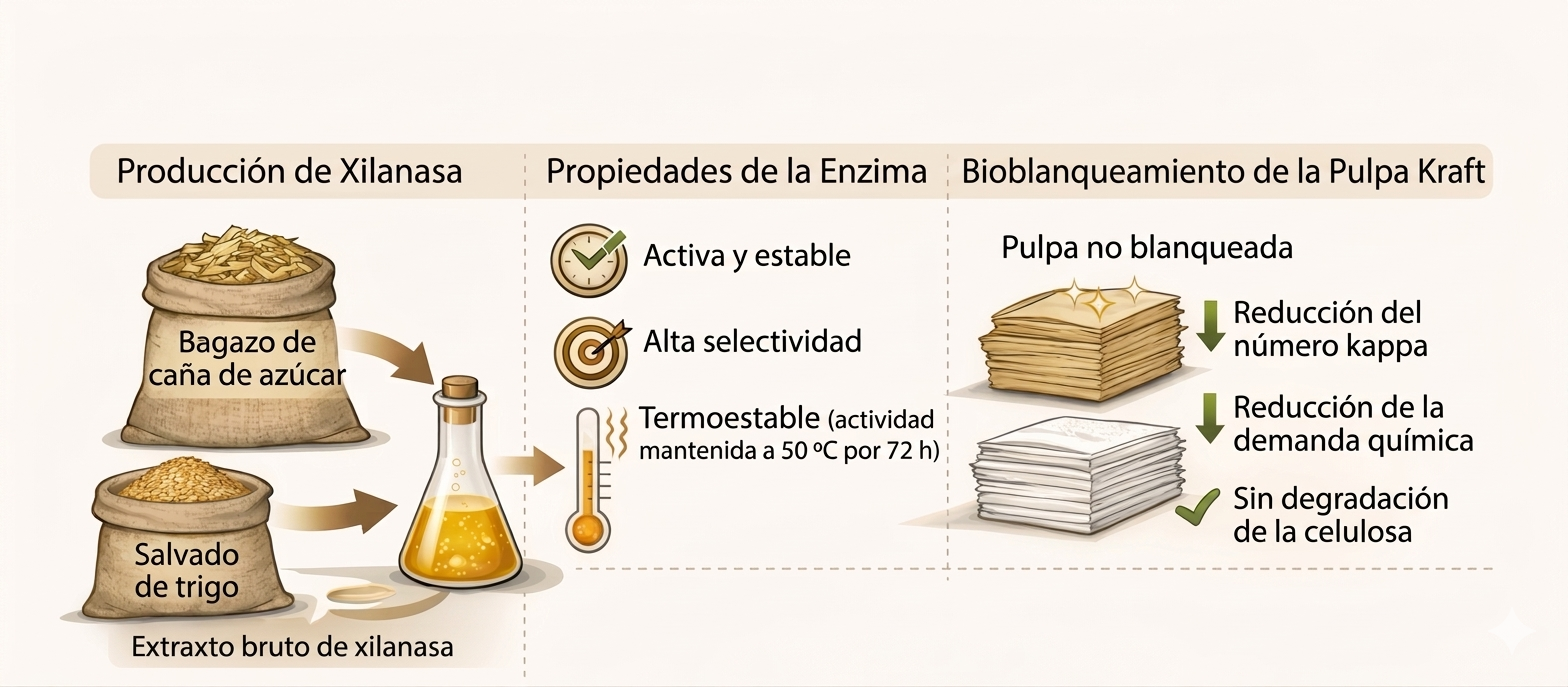 Enzima producida por hongo puede sustituir productos químicos en la industria del papel