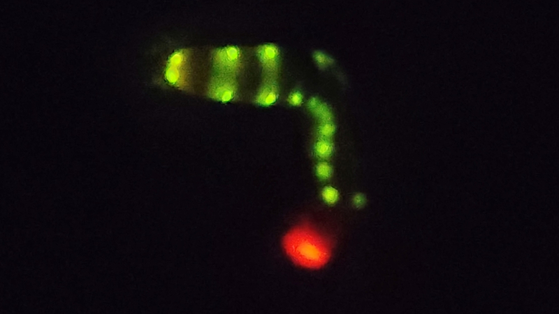 Sistema avançado de bioluminescência é inspirado em larva de ‘besouro brasileiro’