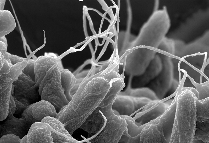 Chamada vai apoiar cooperações científicas sul-americanas sobre resistência antimicrobiana