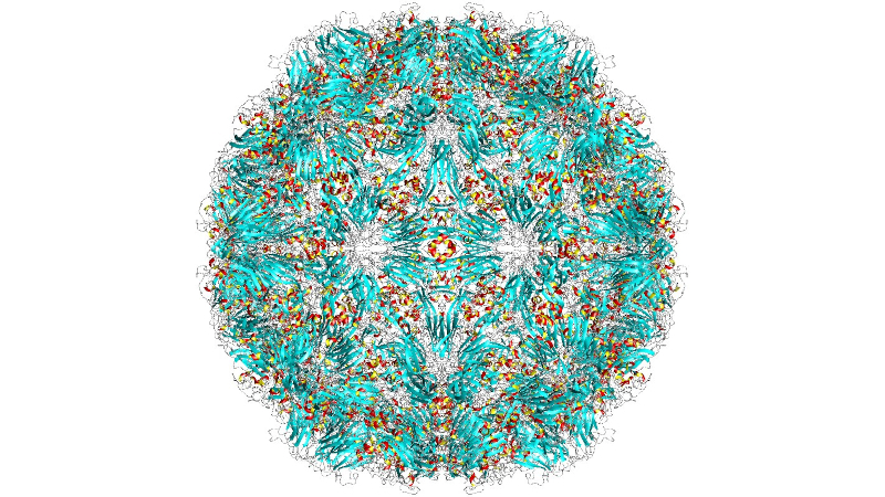 The cold virus ‘hides’ and multiplies in the tonsils and adenoids, even in people without symptoms
