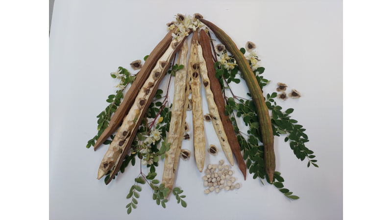 Common Asian plant in Brazil shows potential for removing microplastics from water