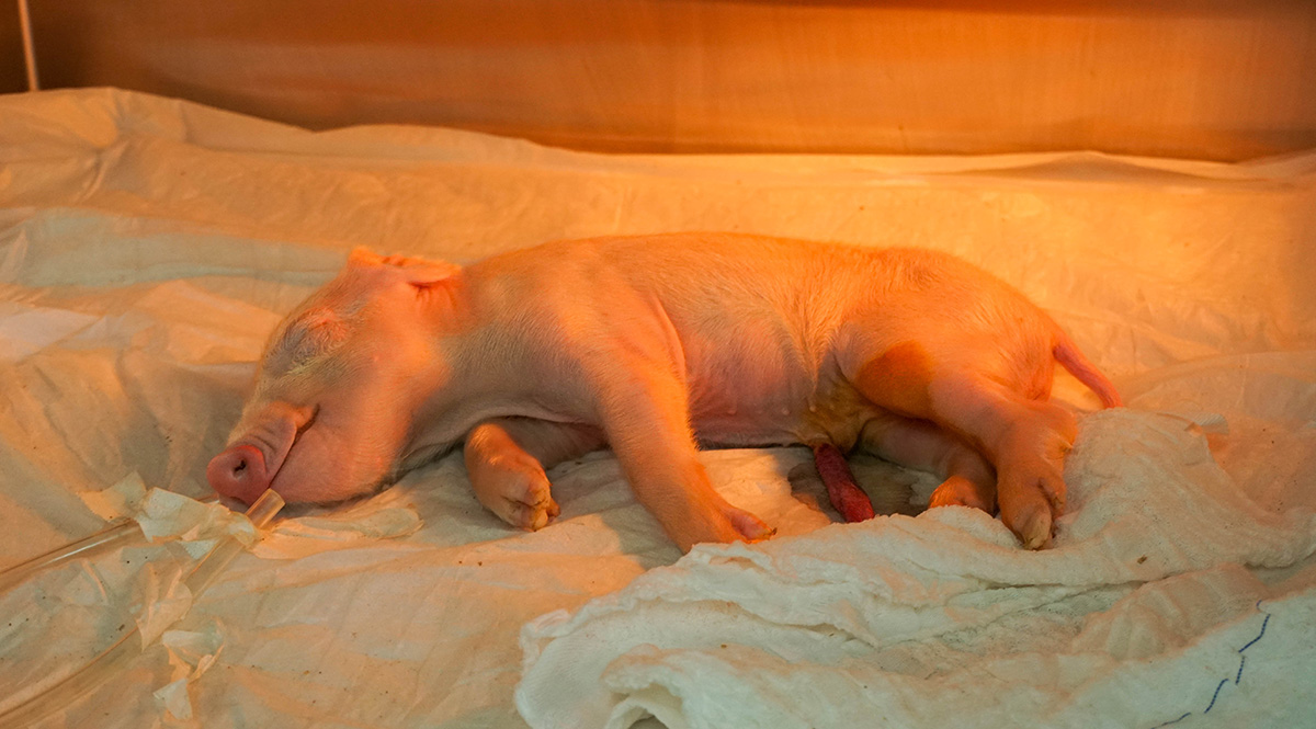 Brasil cria o primeiro porco clonado da América Latina com o objetivo de fornecer órgãos para o SUS