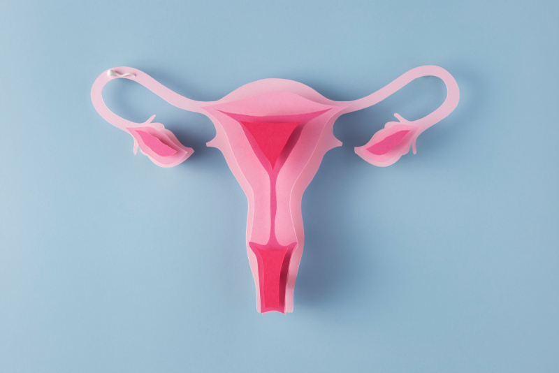 Aplicação de melatonina aumenta eficácia de transplante de tecido ovariano