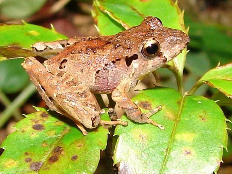 Conexão entre florestas e rios fortalece microbioma de anfíbios e os protege contra fungo letal