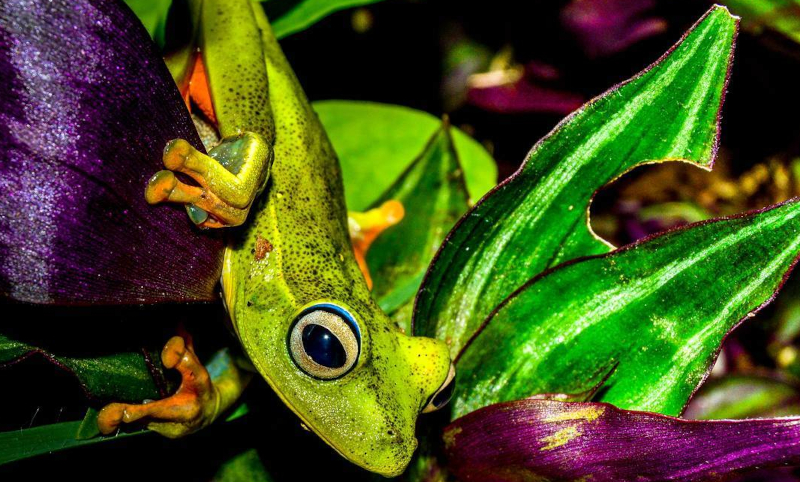 Study clarifies conditions for amphibian species richness on marine islands