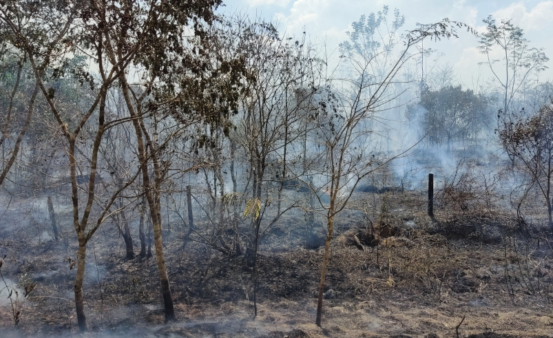 Longer droughts and changes in rainfall are already occurring in the Amazon, research indicates