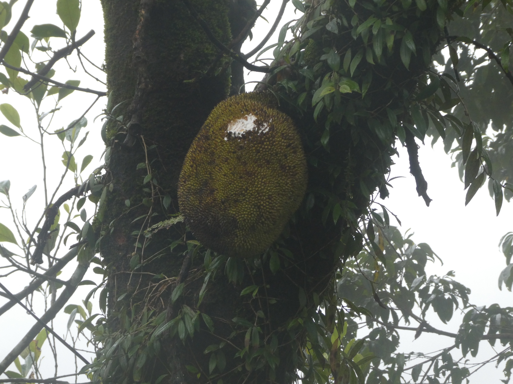 Biomaterial made from jackfruit latex is a promising treatment for periodontitis