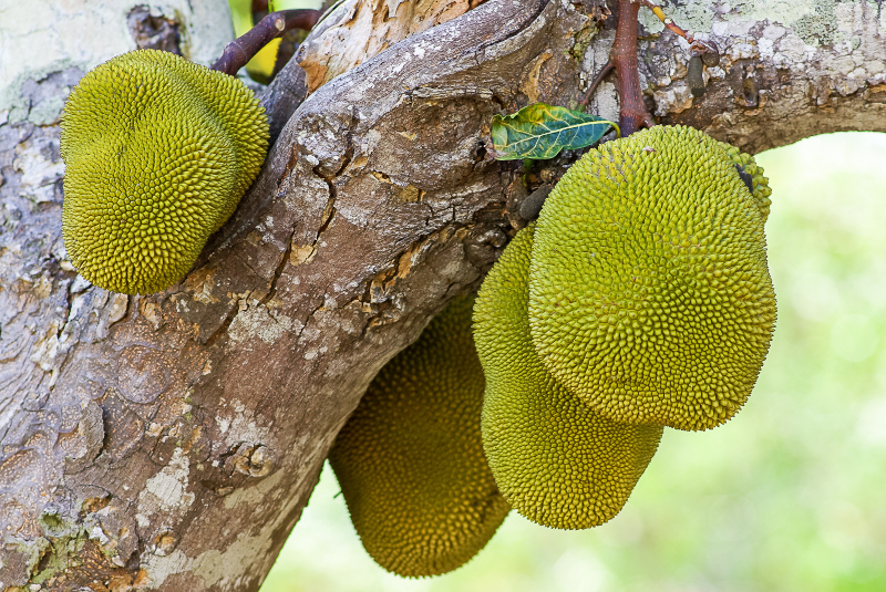 Biomaterial made from jackfruit latex is a promising treatment for periodontitis