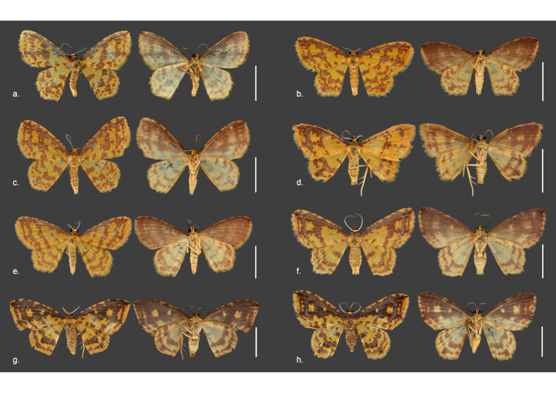 New species of moths described in honor of <i>Orixás</i>