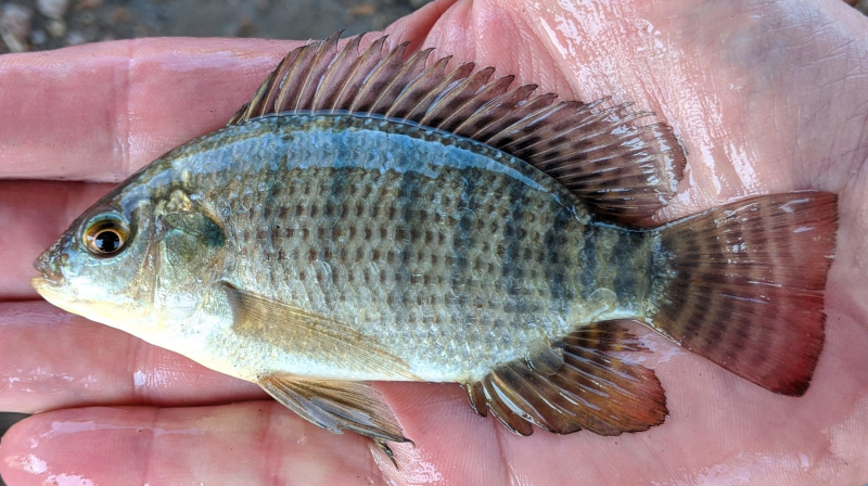 Fish for Health Center sets up tilapia germplasm bank