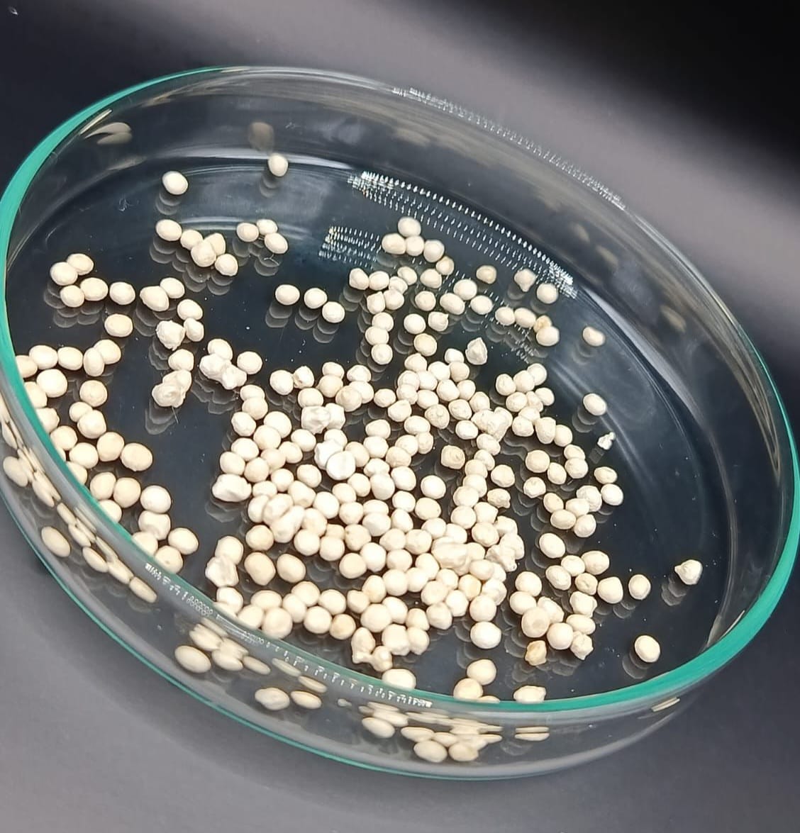 Material extends shelf life and prolongs release of fungus used as bioinsecticide