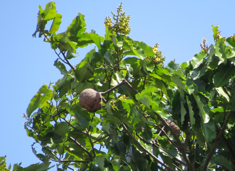 The Amazon’s agricultural past reveals secrets about the forest’s resilience