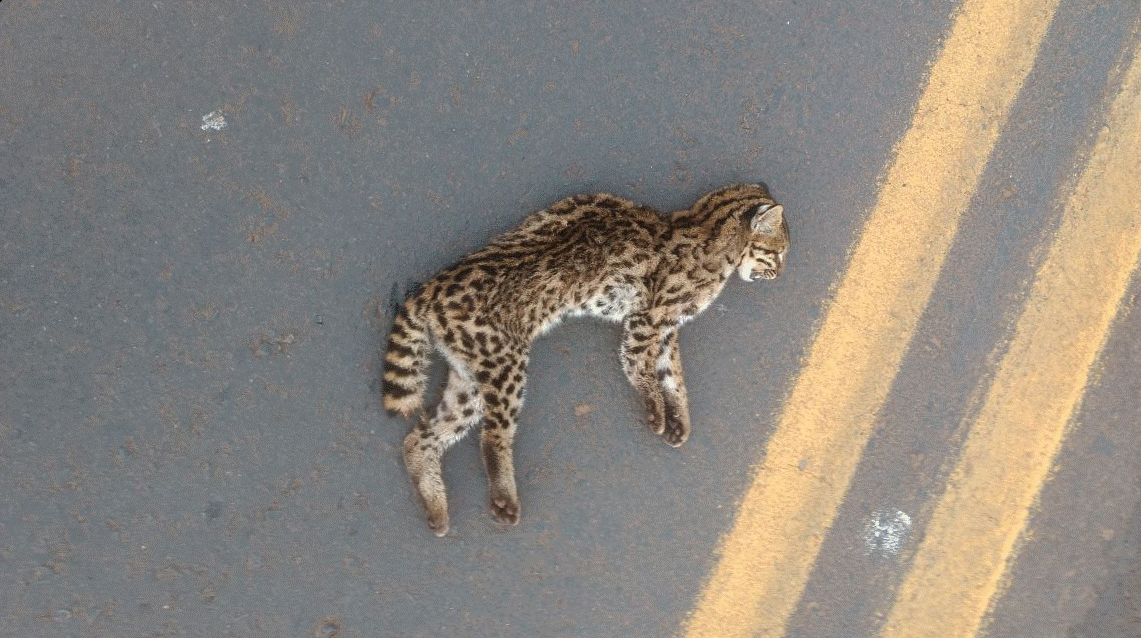 Pathogenic fungus transmitted by domestic cat scratches is present in wild animals