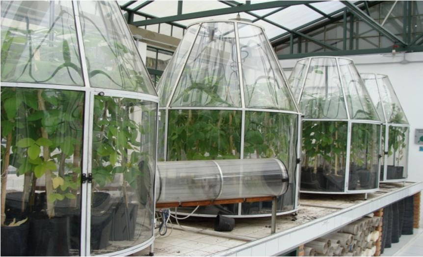 Climate change boosts soybean production but worsens bean quality