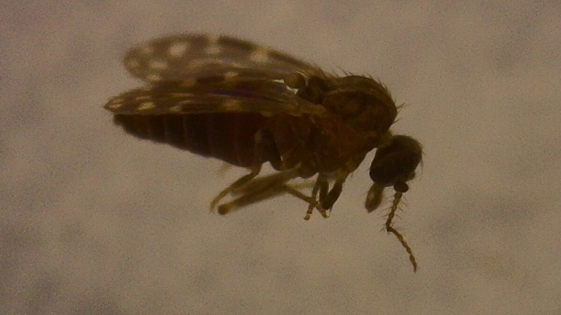 Oropouche virus has already infected more than 5 million people in Brazil, study suggests