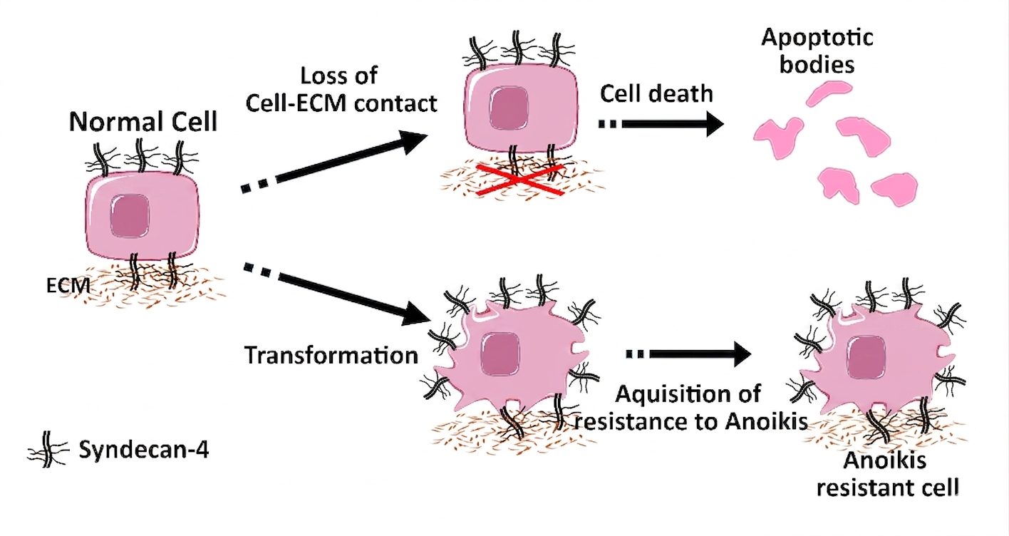 Researchers find potential therapeutic target against cancer