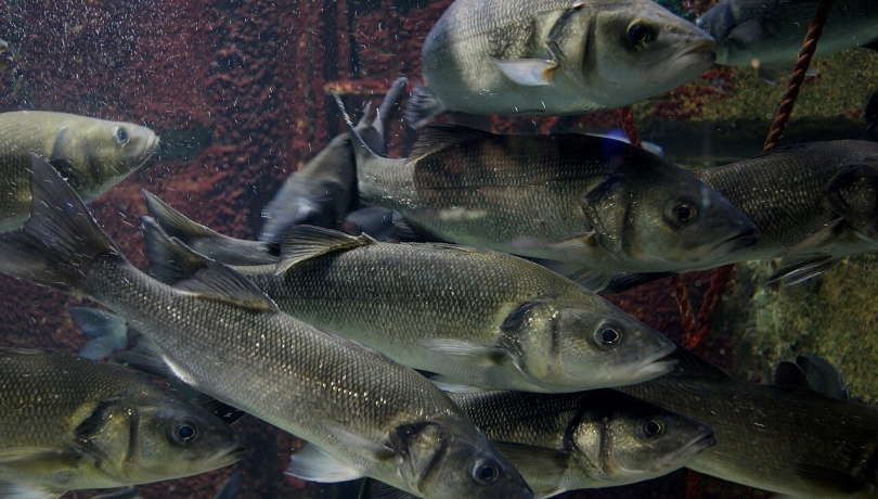 The impact of global warming on fish reproduction may be temporary