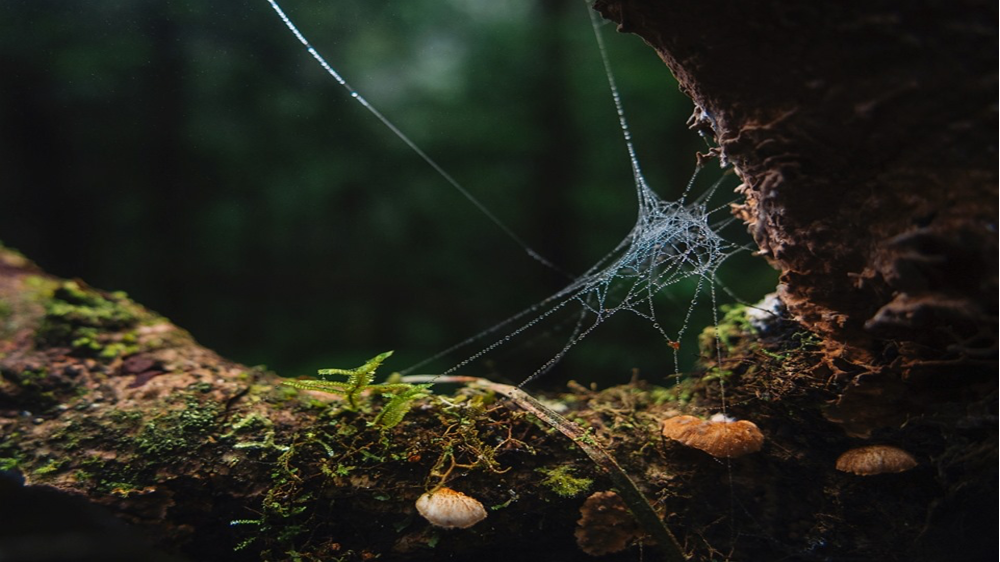 Storms impact the architecture of webs and the survival of spiders