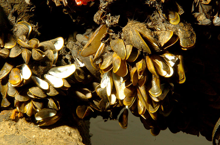 Over the past 15 years, Brazil has seen a more than 200% increase in non-native mollusk species