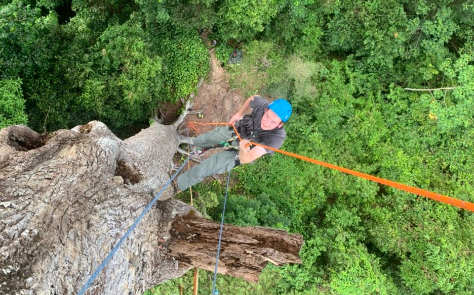 Study reveals how giant trees in tropical forests transport water to their uppermost branches