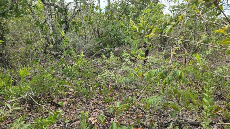 Avanço de árvores no Cerrado causa a morte de plantas rasteiras por inanição