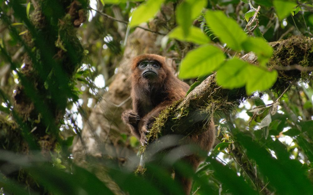 Brown howler monkeys rest more on hot, long days and when feeding on leaves