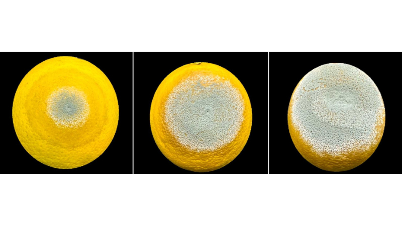 Award-winning study describes strategy used by blue mold to devastate citrus fruits