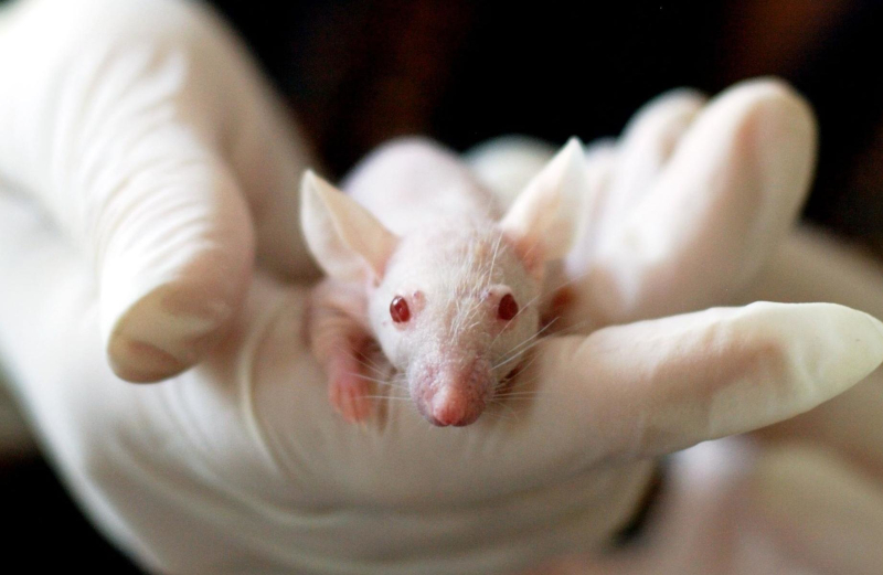 Estudo identifica proteína essencial para ativação de via molecular associada ao câncer