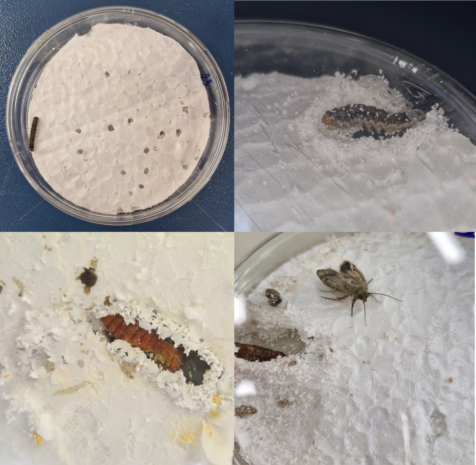Caterpillar that attacks soybeans and cotton harbors fungi that can degrade polystyrene