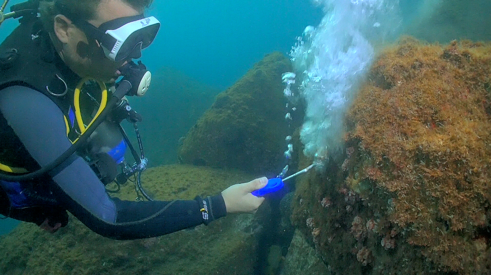 Estudo propõe novo método para remoção de coral invasor no Brasil
