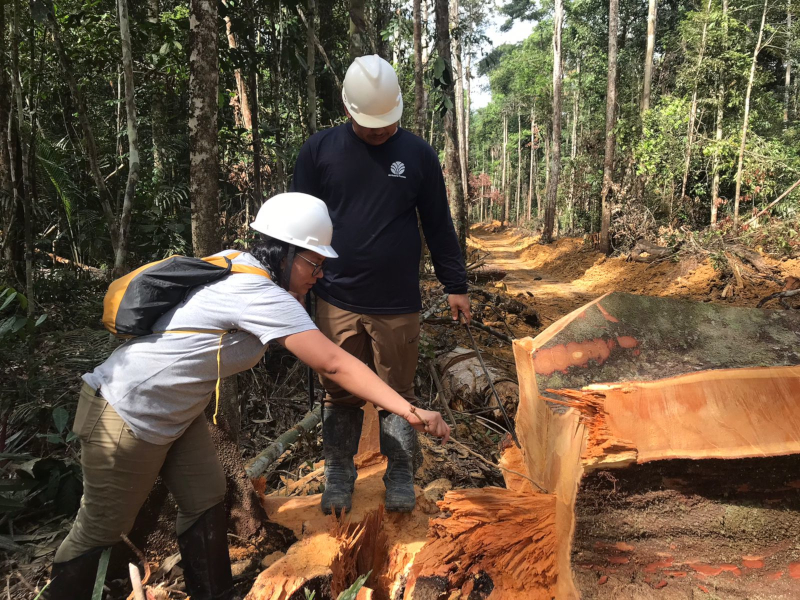 Isotopic analysis may help police combat Amazon illegal timber trade