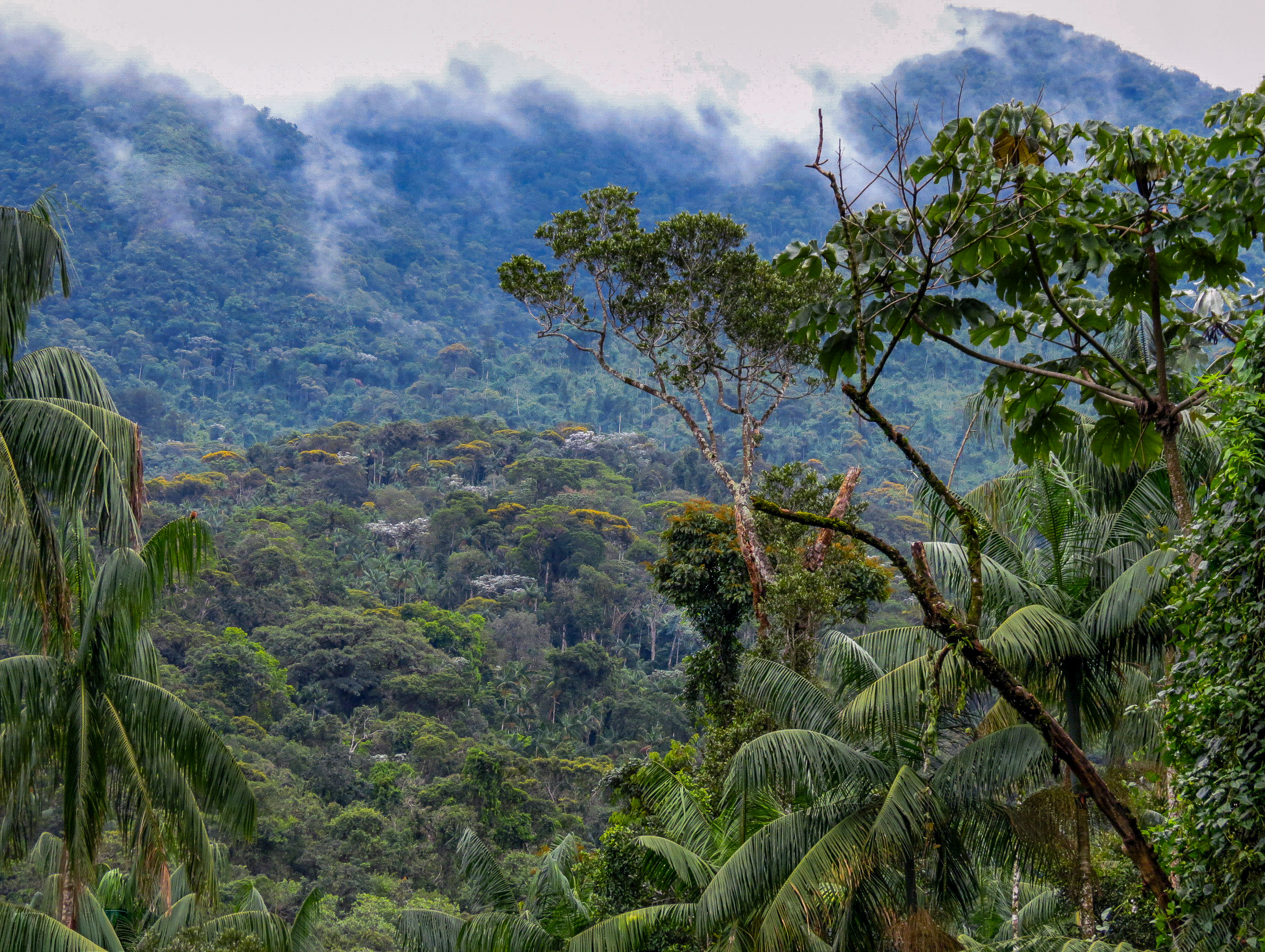 In Atlantic Forest restoration, connection between fragments is more important than fragment size