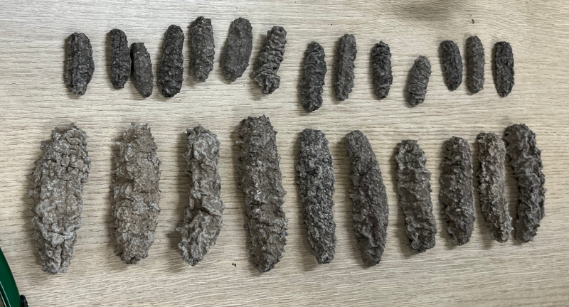 Genética forense desvenda tráfico internacional de vida marinha