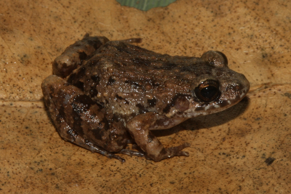 Scientists discover new frog species in the Amazon’s flooded forests