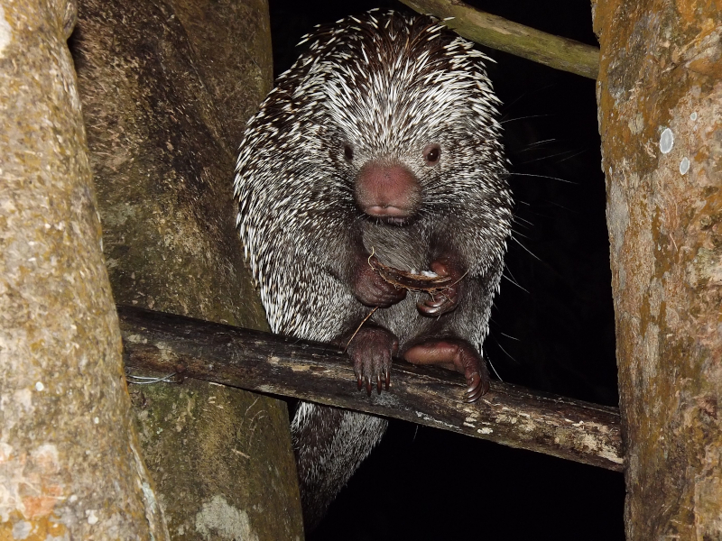 Most mammal species discovered in the South since 1990 are found in the North