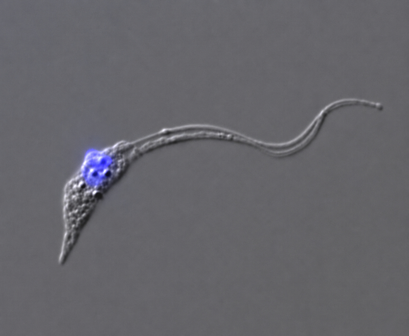 Study explains how the Chagas disease parasite ‘activates’ its form capable of infecting mammals