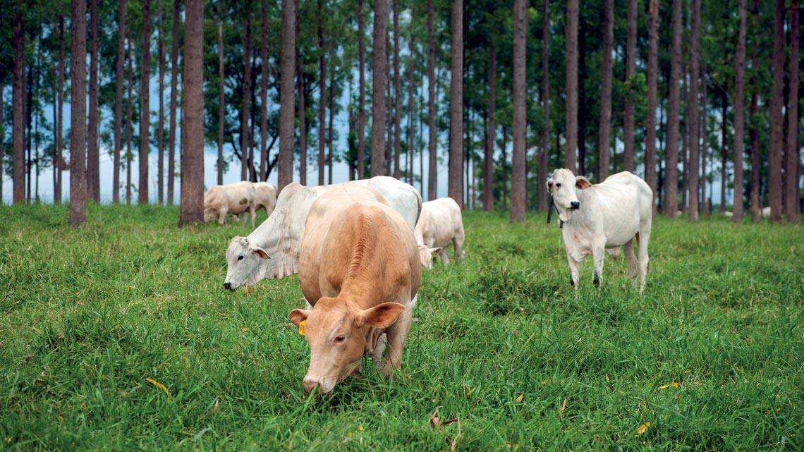 Although research on animal production and climate is growing, bringing science to the field remains challenging