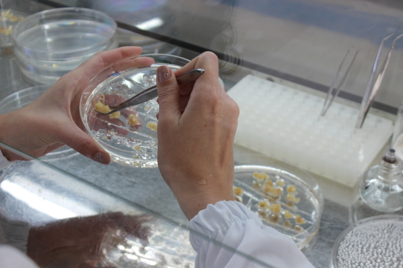 Research identifies ideal regions of the genome for creating drought-resistant corn