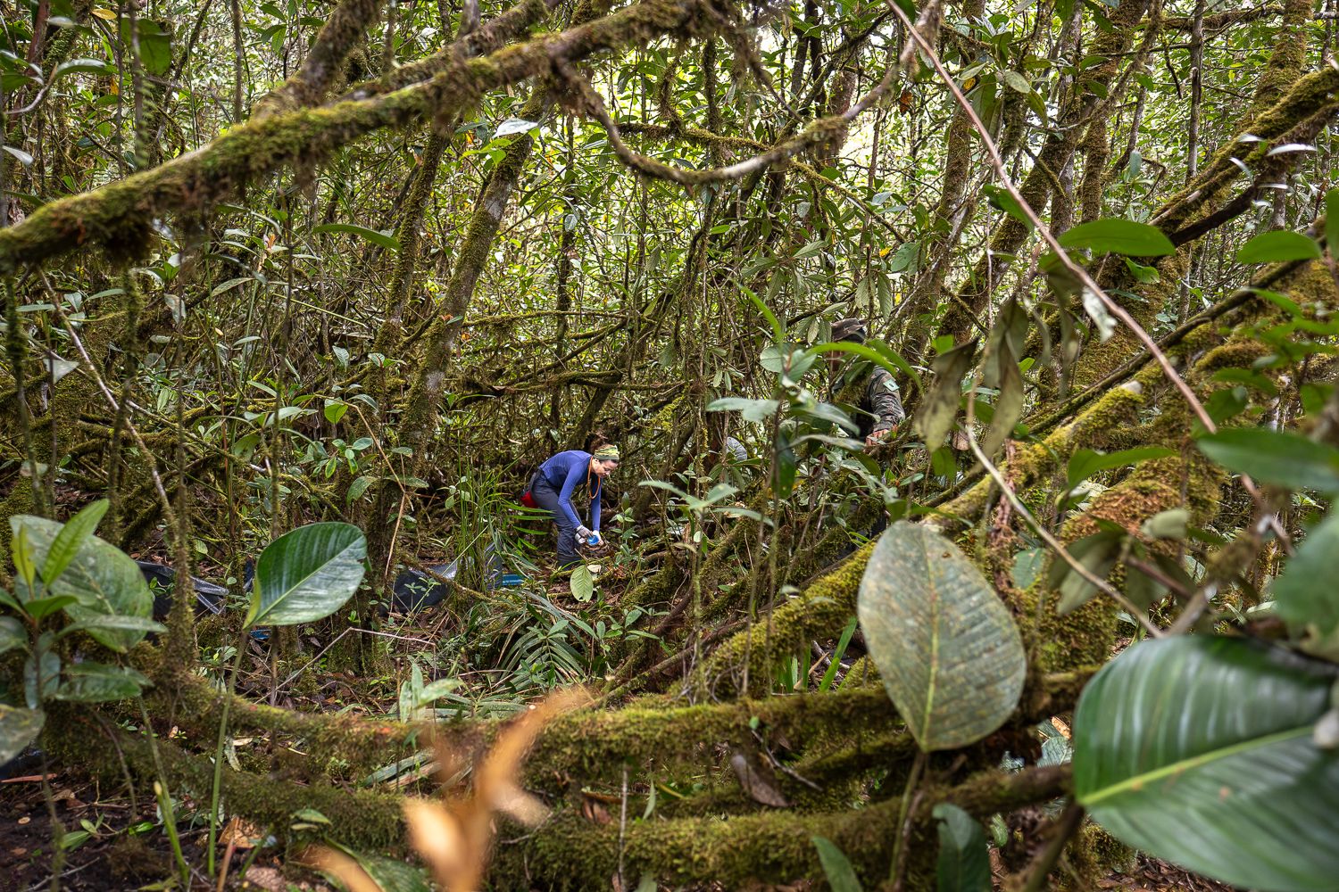 Insetos de dia, anfíbios à noite: a rotina de uma expedição científica no alto da Amazônia